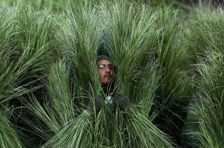 Super Bowl, le piante di Bad Bunny erano delle persone: ecco quanto hanno guadagnato